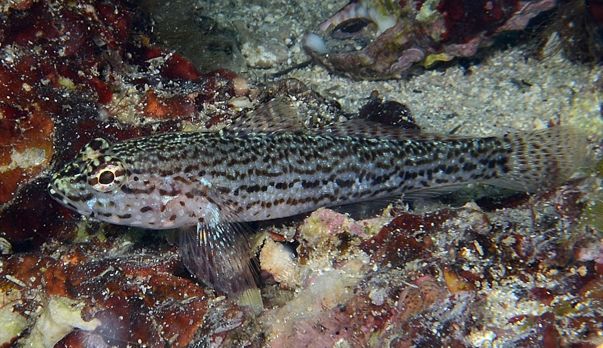 Gobius fallax